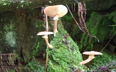 Pilze – Das Internet des Waldes